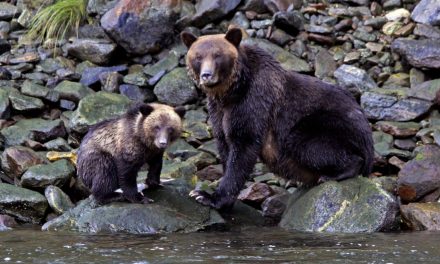 Seeding the Earth: When We Lose an Animal, We Lose a Forest