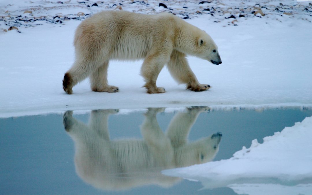 Convention on the Conservation of Migratory Species of Wild Animals: Powerful Protections or Paper Tigers?