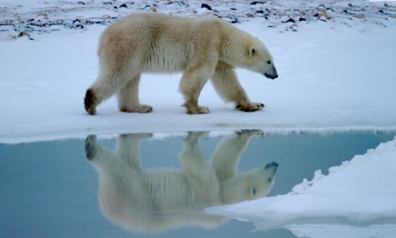 Convention on the Conservation of Migratory Species of Wild Animals: Powerful Protections or Paper Tigers?