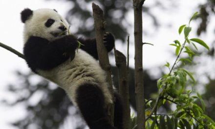 The Cutest Creature Around: A Panda Photo Essay