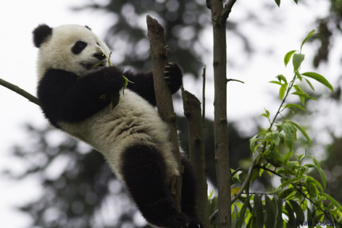 The Cutest Creature Around: A Panda Photo Essay