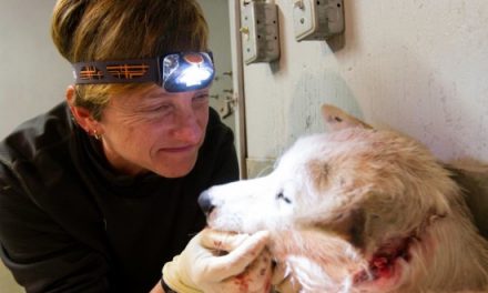 Travelers rescue injured sled dog: Trauma surgeon in Nat Hab group saves dog’s life in makeshift ‘clinic’