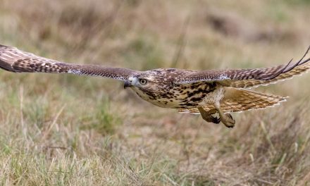 Video: Red-Tailed Hawk and Bull Snake Mix-Up