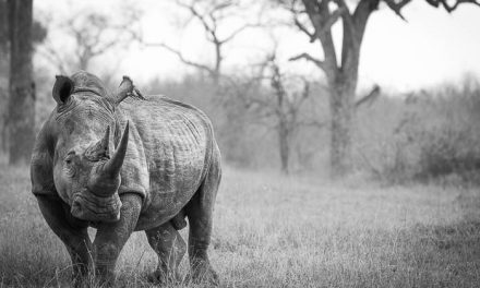 October Photo Roundup: Londolozi