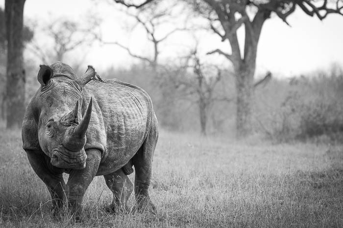 White rhino. Londolozi