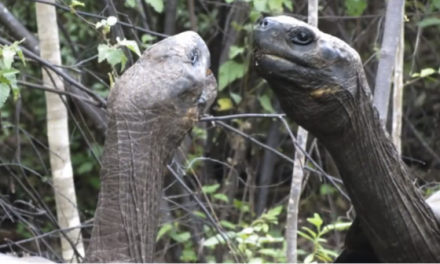 Two Giant Tortoises (Slowly) Challenge Each Other for Dominance (Video)