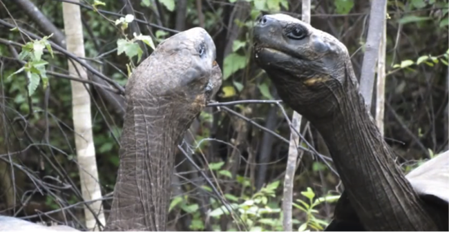 Two Giant Tortoises (Slowly) Challenge Each Other for Dominance (Video)