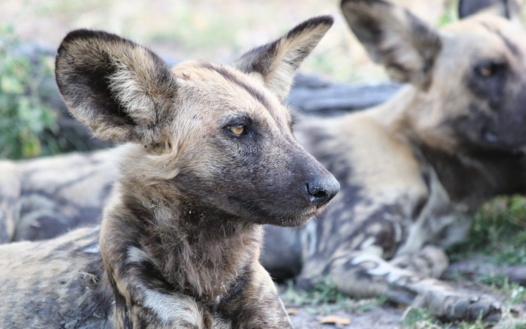 Wild Dogs: A Rare Encounter in Botswana