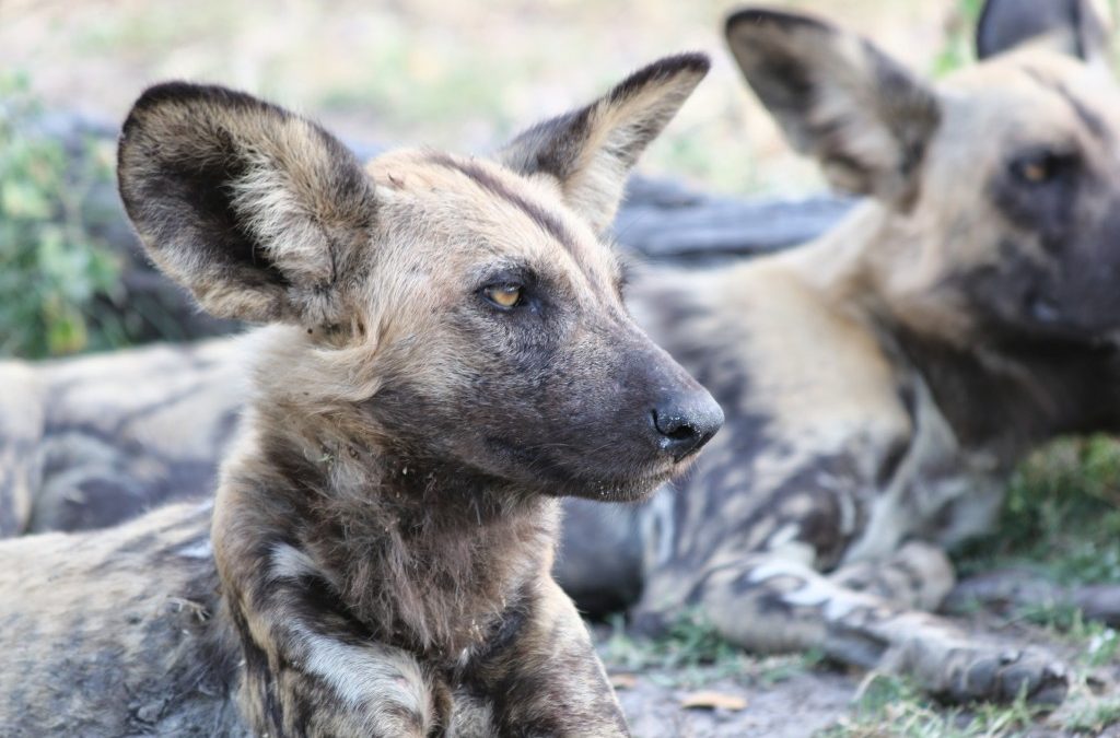 Wild Dogs: A Rare Encounter in Botswana