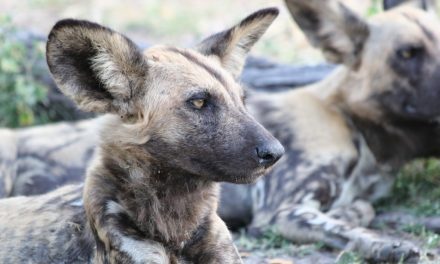 Wild Dogs: A Rare Encounter in Botswana