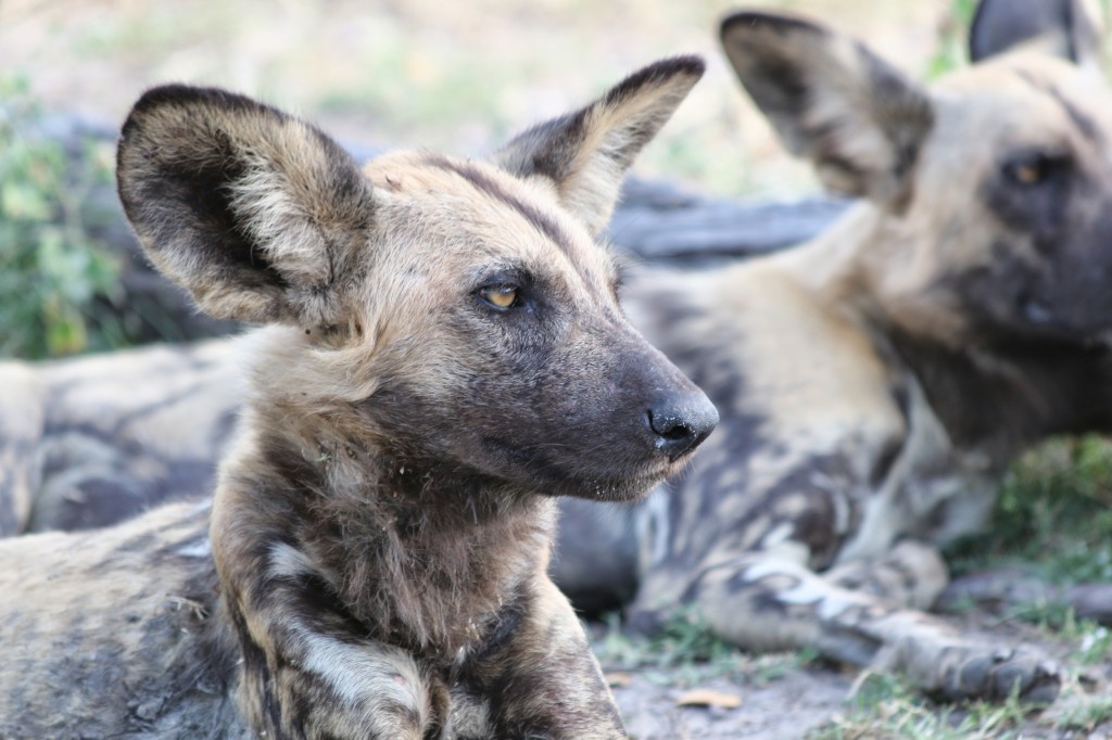 african wild dog, Botswana