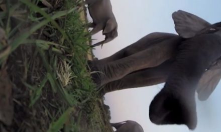 Elephants React to a GoPro Video Camera