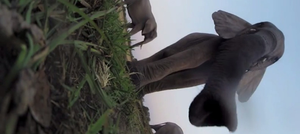 elephant stomps gopro