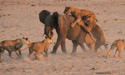 14 Hungry Lions Are No Match for This Young Elephant