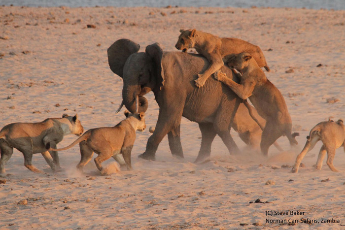 14 lions attack a young elephant.