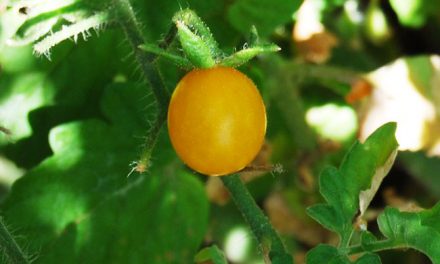 Meet the Galapagos Tomato