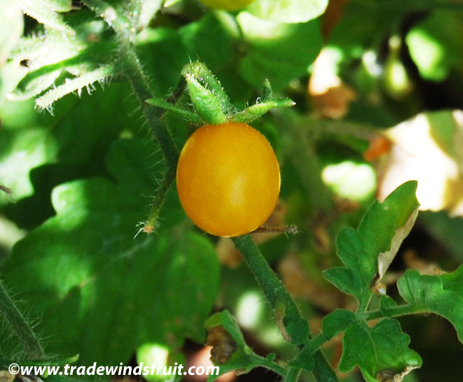 wild galapagos tomato