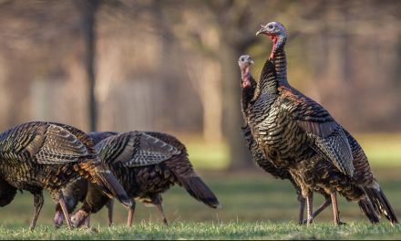 Video: A Tale of Two Turkeys—the North American Bird and a Eurasian Country