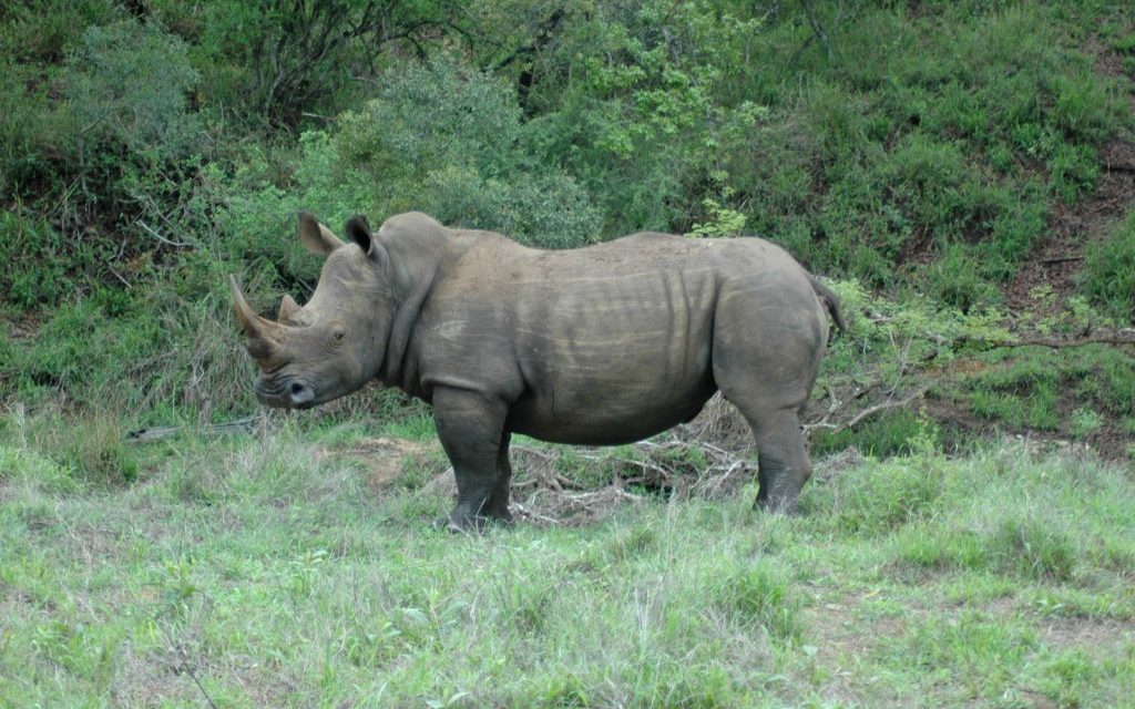 Rhinos Without Borders Attempts Massive Rhino Relocation