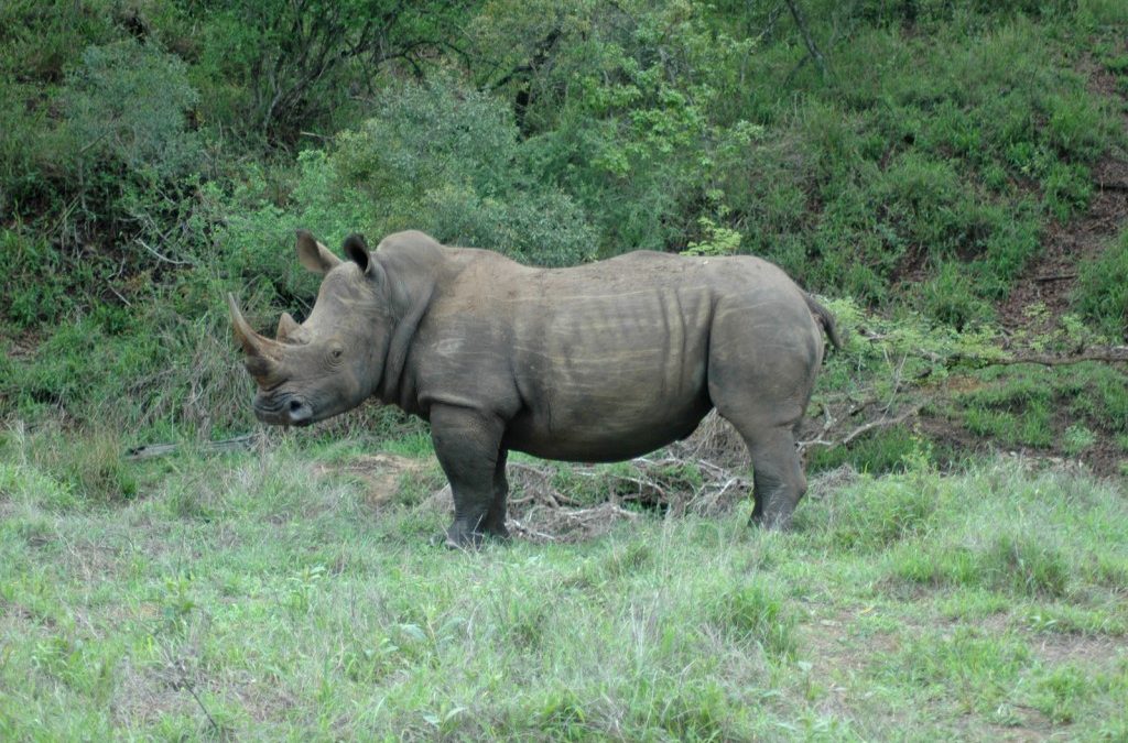 Rhinos Without Borders Attempts Massive Rhino Relocation