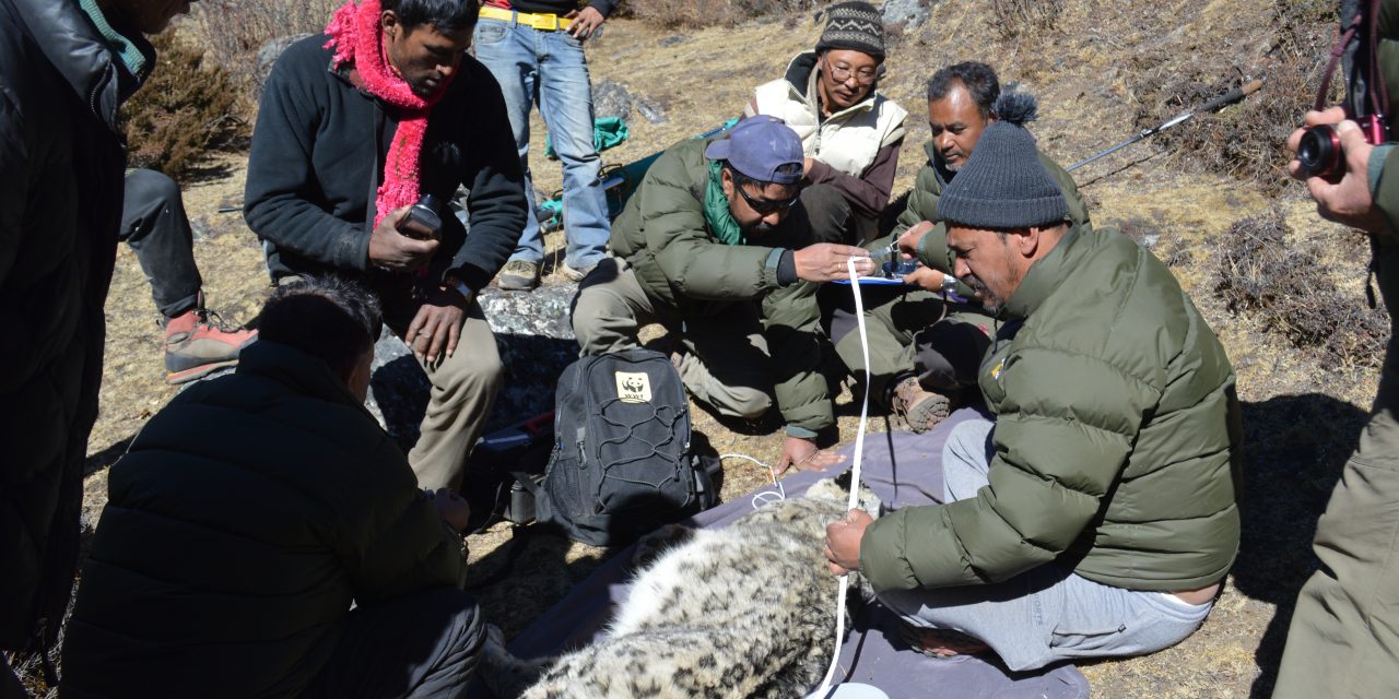 Field guide: Searching for snow leopards