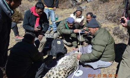 Field guide: Searching for snow leopards
