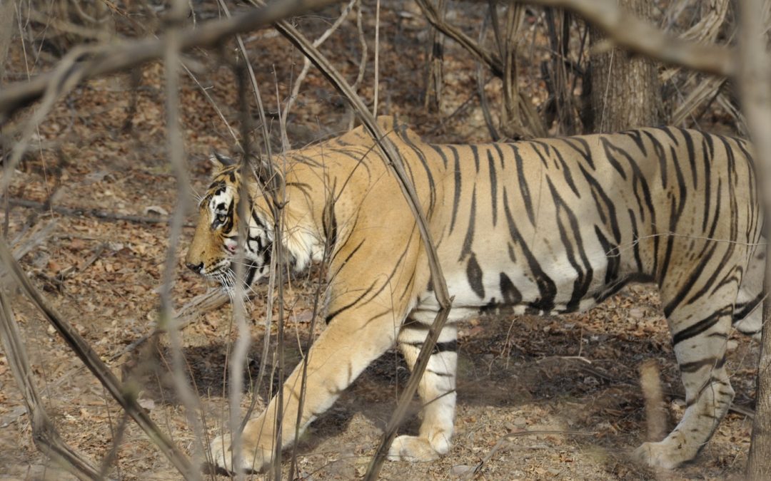 Get to Know a Guide: Ragtag Road Trips, the BBC and Bengal Tigers