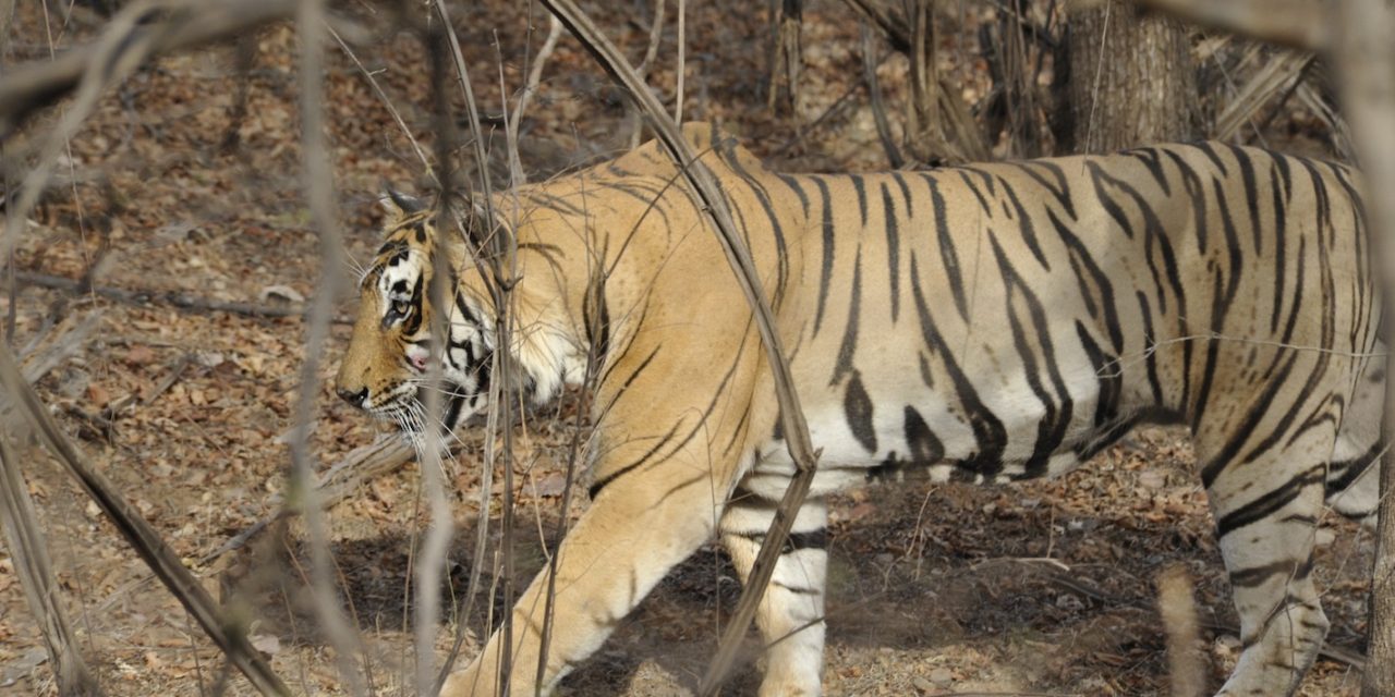 Get to Know a Guide: Ragtag Road Trips, the BBC and Bengal Tigers