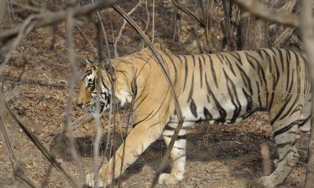 Get to Know a Guide: Ragtag Road Trips, the BBC and Bengal Tigers