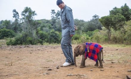 'Saving Africa's Giants' with Yao Ming Premiers Tonight