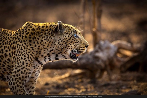 leopard blue eye sabi sabi