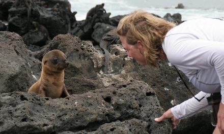 Photo of the Day: Greetings From a Curious Galapagos Sea Lion Pup