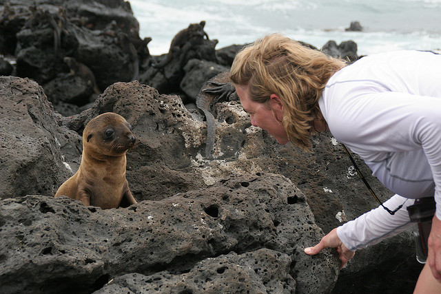 galapagos see lion pup eyeing a tourist
