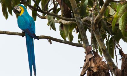 10 WWF Success Stories of 2014