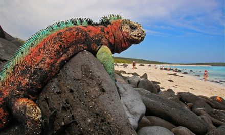 Photo of the Day: A Marine Iguana Surveys His Domain