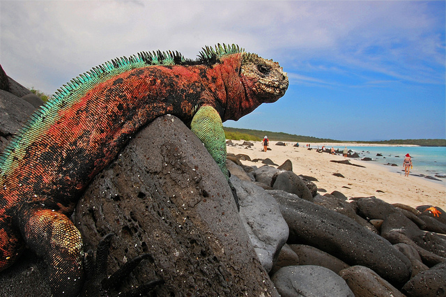 marine iguana draped over a rock on espanola island galapagos