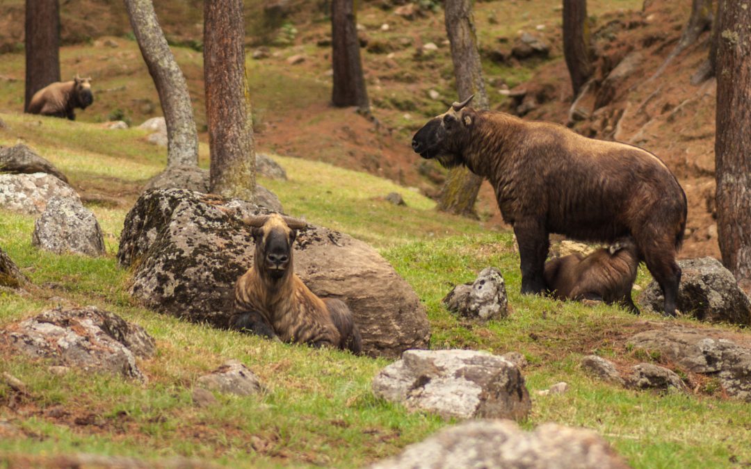 Talking about Takin and other Wonders of Bhutan