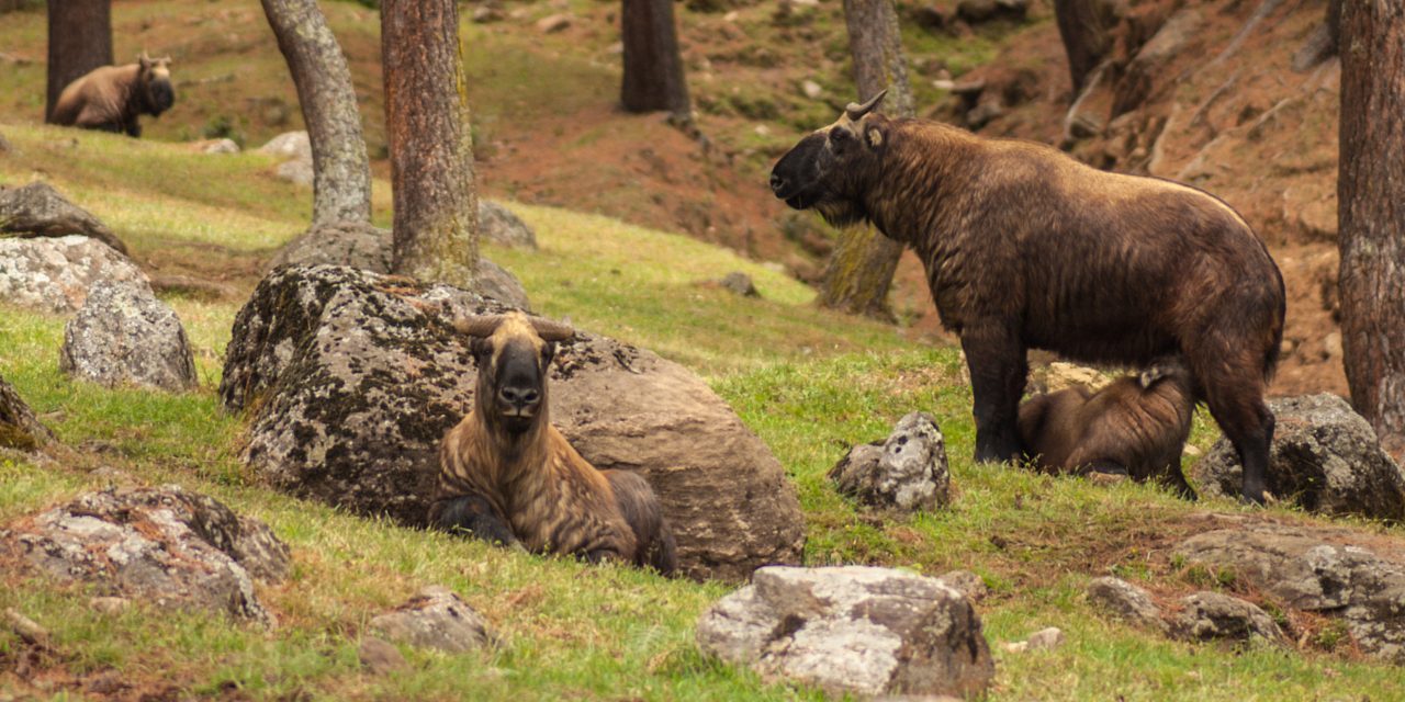 Talking about Takin and other Wonders of Bhutan