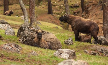 Talking about Takin and other Wonders of Bhutan
