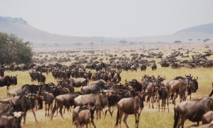A $350 Million Airport Next Door to the Serengeti?