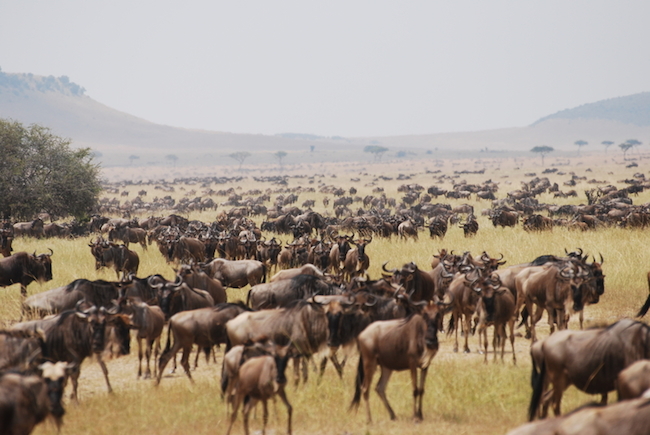 wildebeest migration serengeti national park