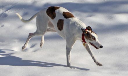 New Study Shows How Dogs Process Our Words. A Video Shows How They See Us.