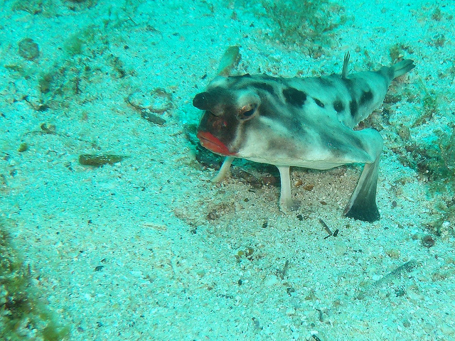 Meet the Bizarre Galapagos Batfish (Video)