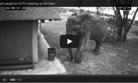 Elephant Caught on Video Picking Up Trash