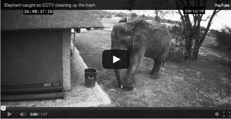 video of elephant picking up trash