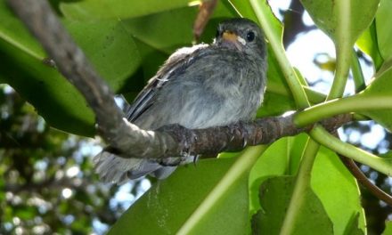 Join the Charles Darwin Foundation's Heroic Crusade to Save the Mangrove Finch (Video)