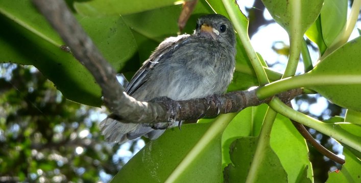 Newly fledged mangrove finch chick in the Galapagos Islands.