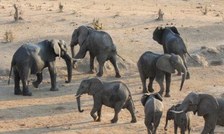 Is Zimbabwe's Wildlife Being Abducted by Chinese Zoos?