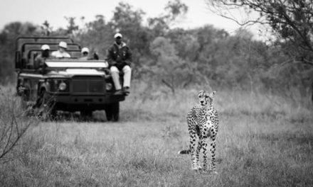 November Photo Roundup: Sabi Sabi