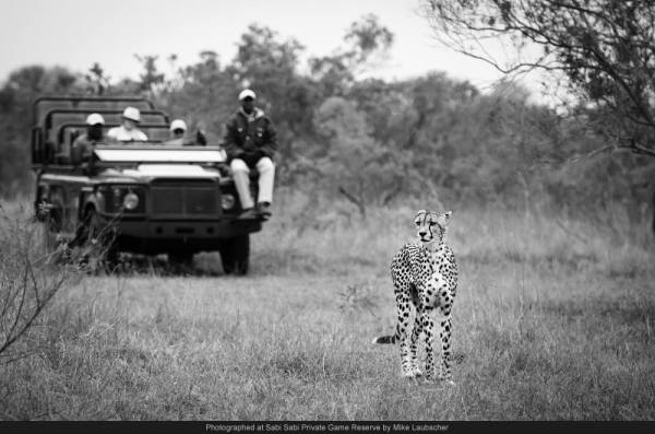 cheetah sabi sabi